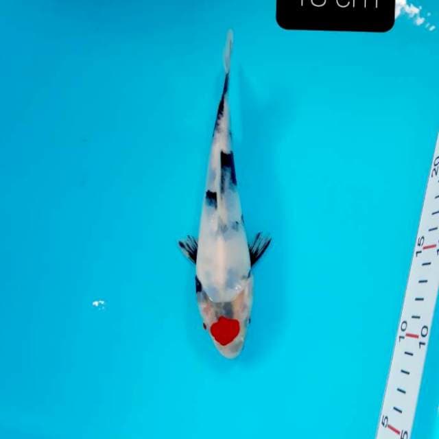 Tancho showa 18 cm