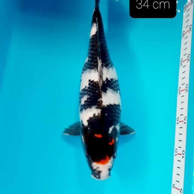 HQ tancho showa 34 cm