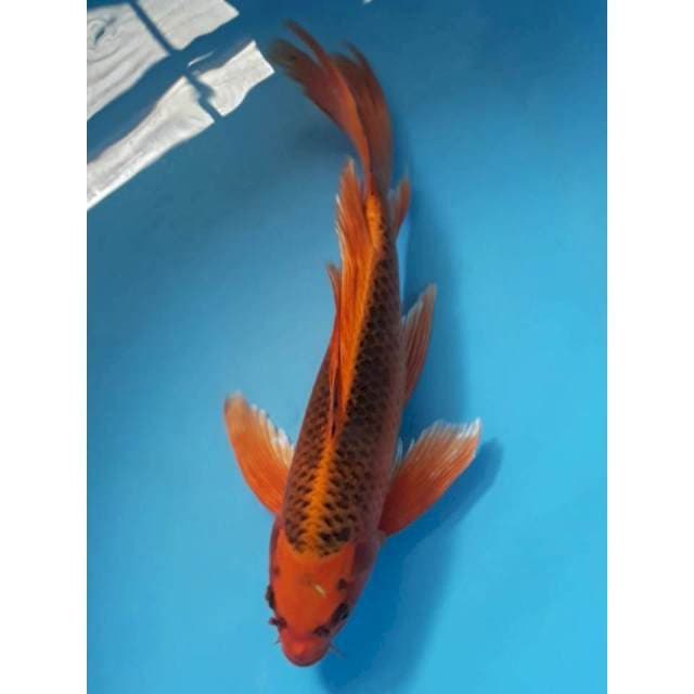 Kumpay Kin Matsuba