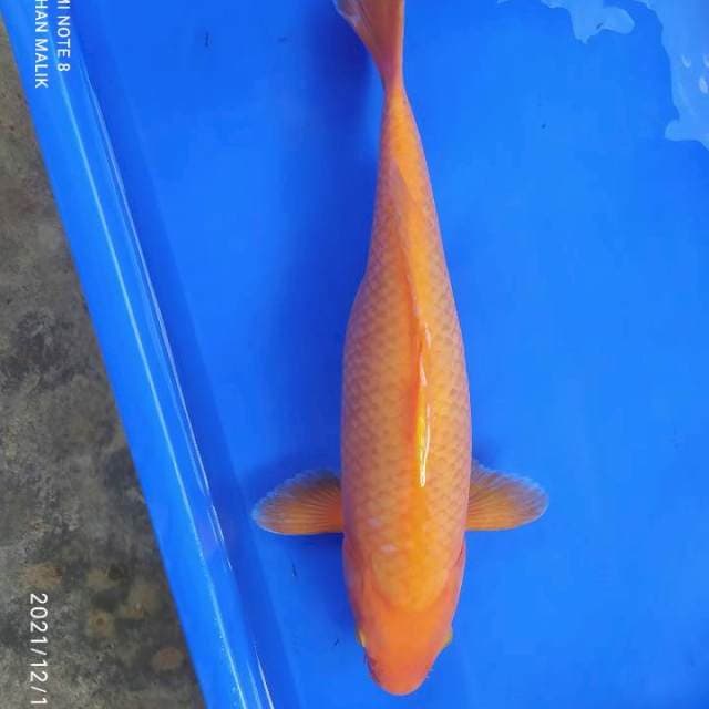 Karasi bulky 40 cm