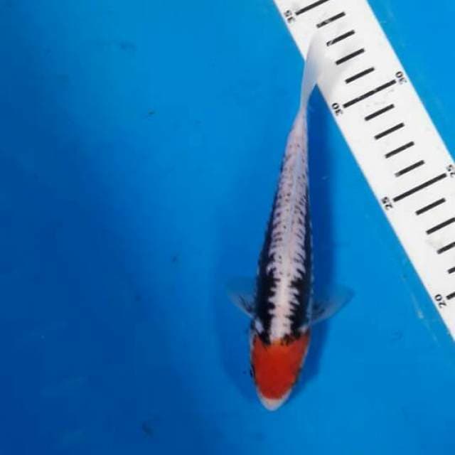 Benikumon