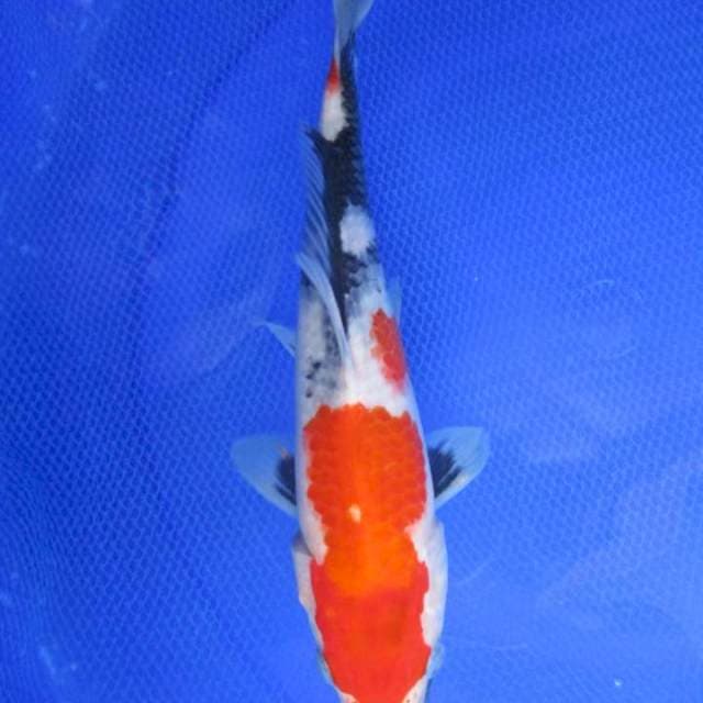 Showa sansoku