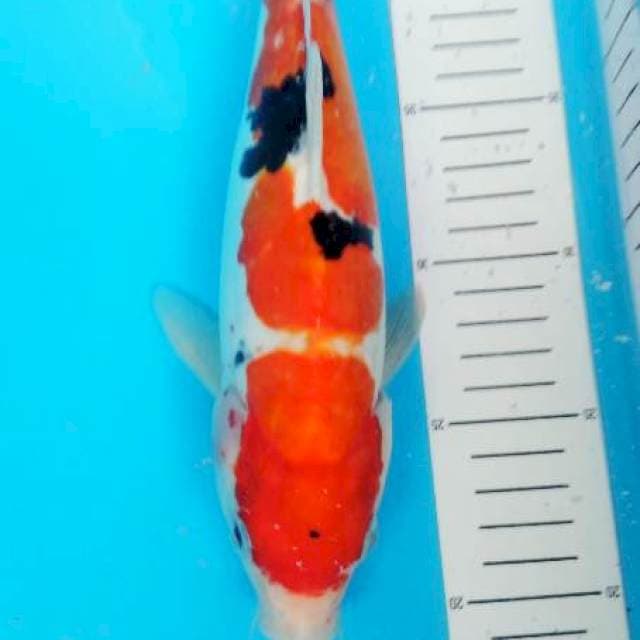 sanke doitsu 33 cm