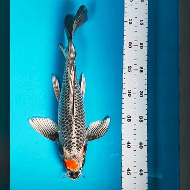 Kumpay tancho mukashi 32cm