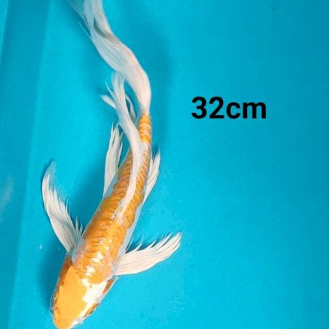 Kumpay hariwake doit 32cm male