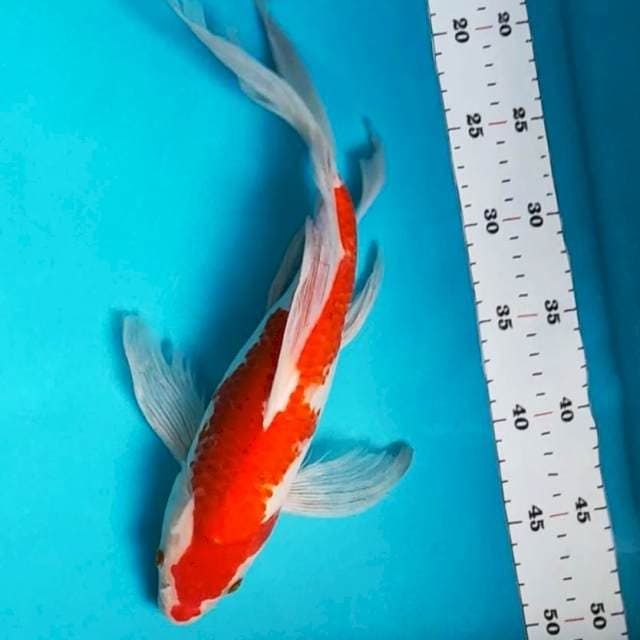 Kumpay kohaku 34cm