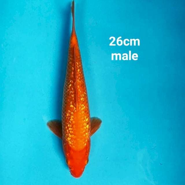 Red karashi ginrin 26cm male