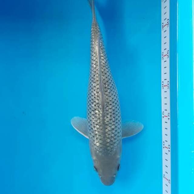 Soragoi 34 cm