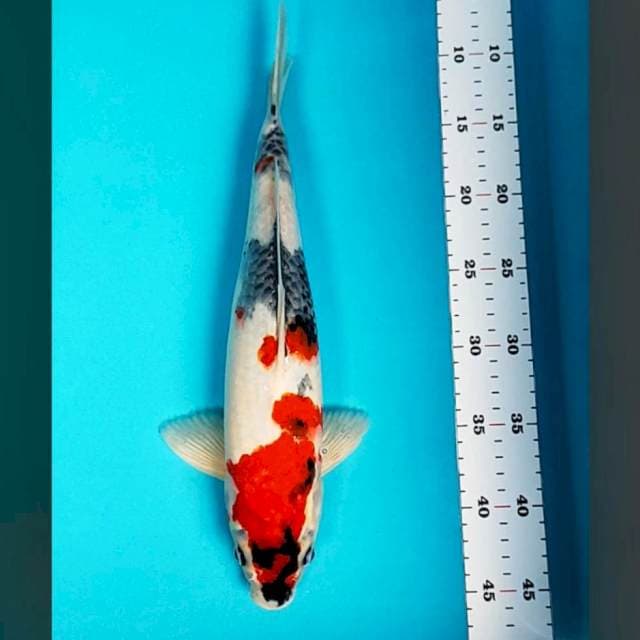 Kindai showa 37cm male