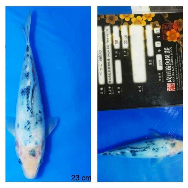 Bekko 23cm Beppu Fish Farm