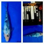 Bekko 23cm Beppu Fish Farm