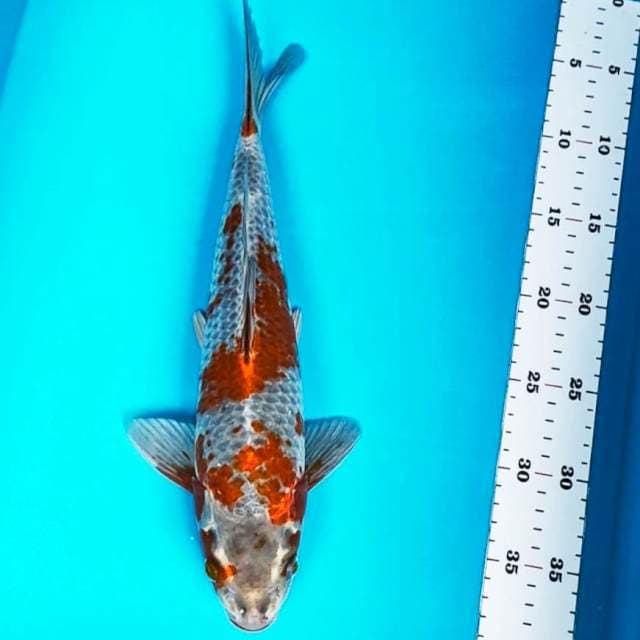 Ochiba kogane 34cm male