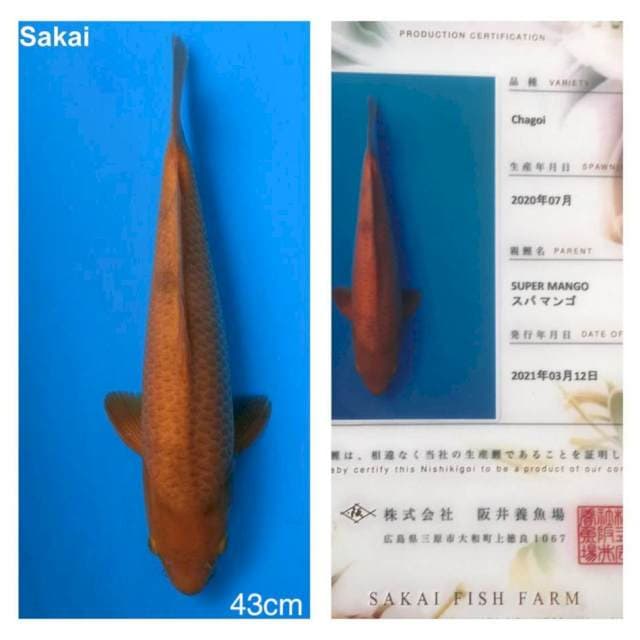 Chagoi 43cm Sakai Fish Farm