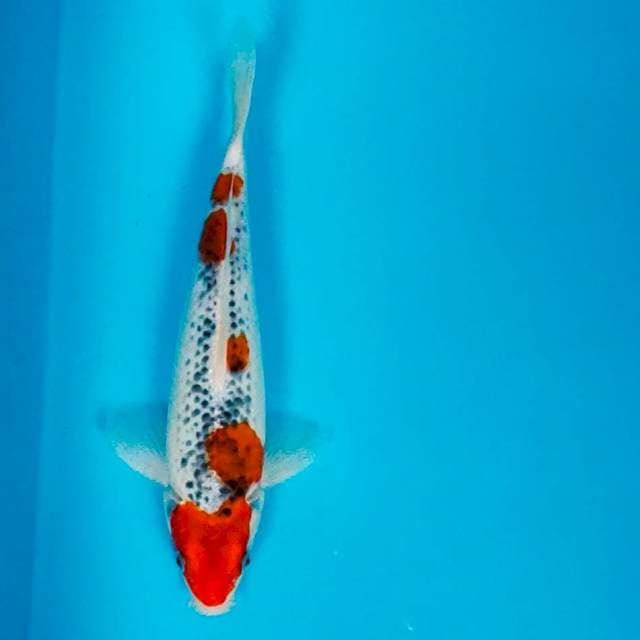 Goshiki 28cm male