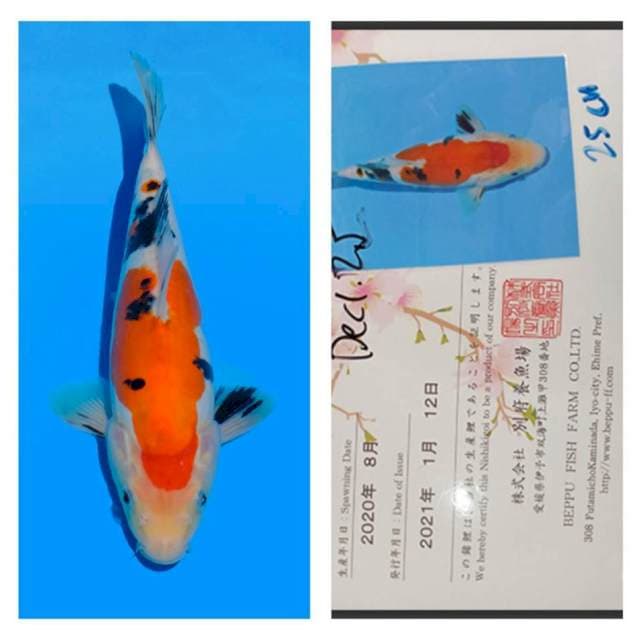 Doitsu Sanke 25cm Beppu Fish Farm