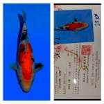 Doitsu Sanke 25cm Beppu Fish Farm