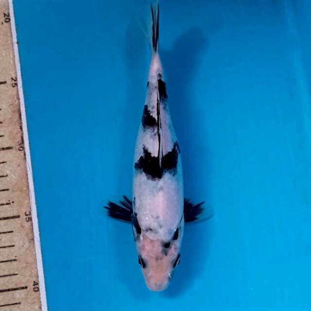 Shiro, 20 cm