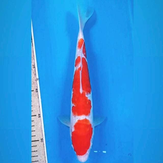 Kohaku aragoke, 30 cm