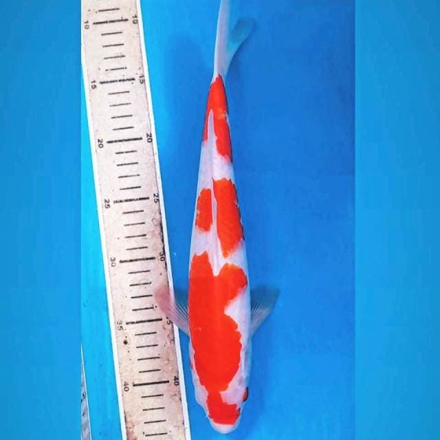 Kohaku, 33 cm