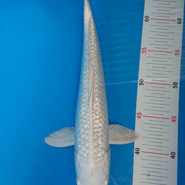 Platinum Ginrin 34cm