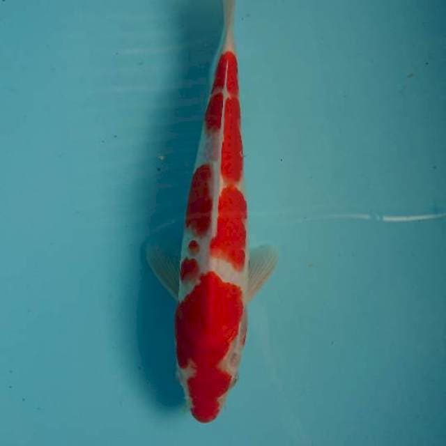 Kohaku male 25cm