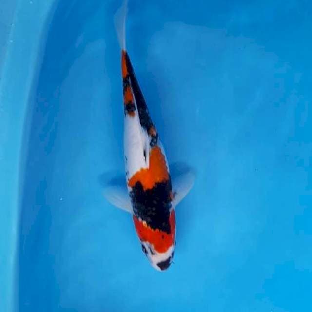 Showa female 38cm
