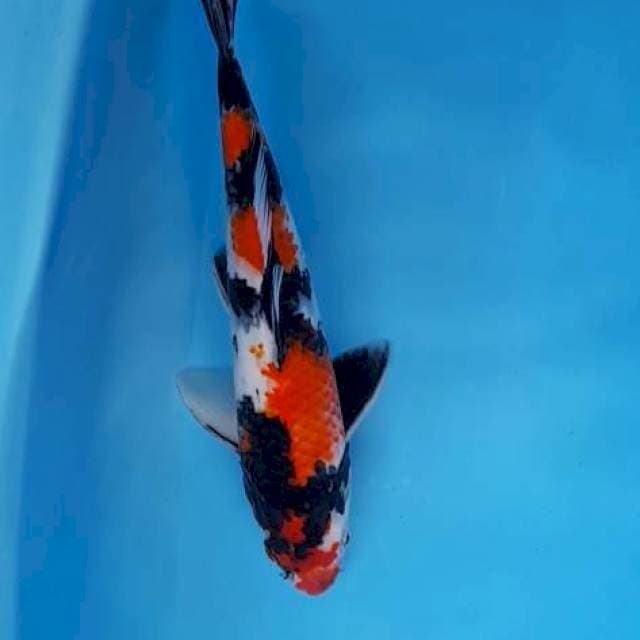 Showa male 36cm