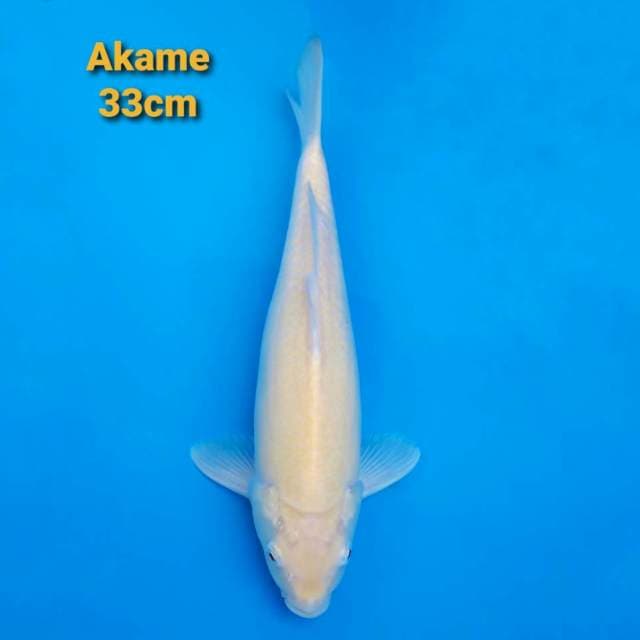 Jumbo Tosai Karashi Akame 33cm