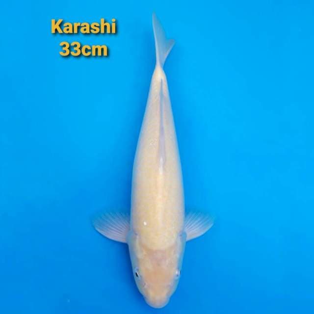 Jumbo Tosai Karashi 33cm