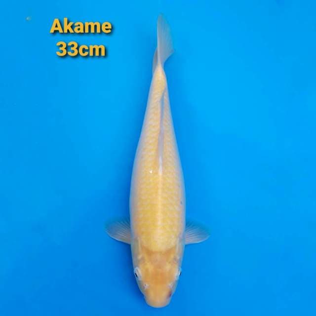 Jumbo Tosai Karashi Akame 33cm