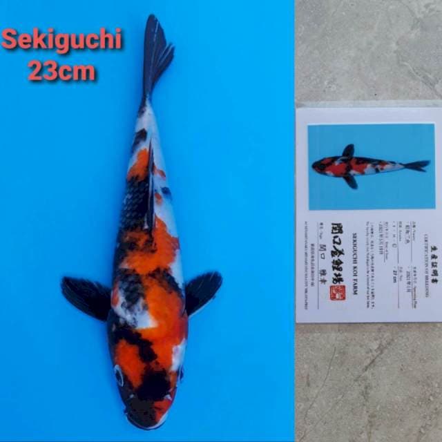 Sekiguchi Showa 23cm Serti Strong