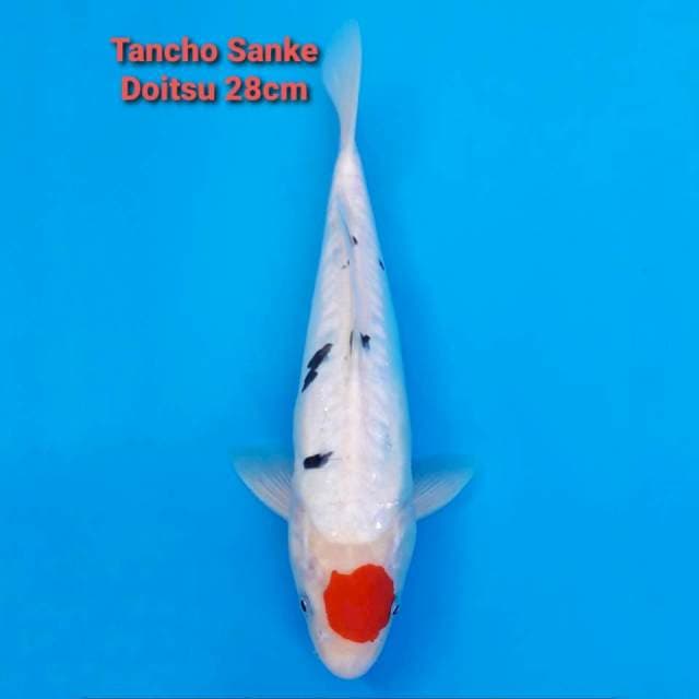 Tancho Doitsu Sanke 28cm