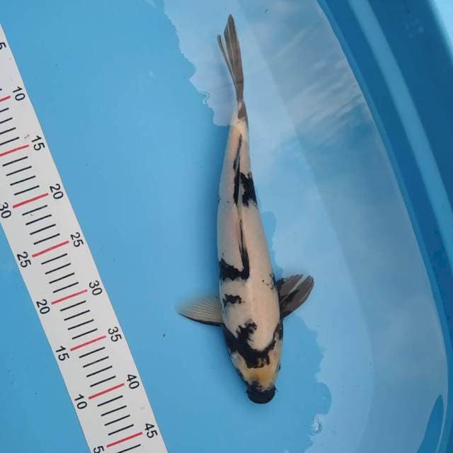 Shiro 35 cm
