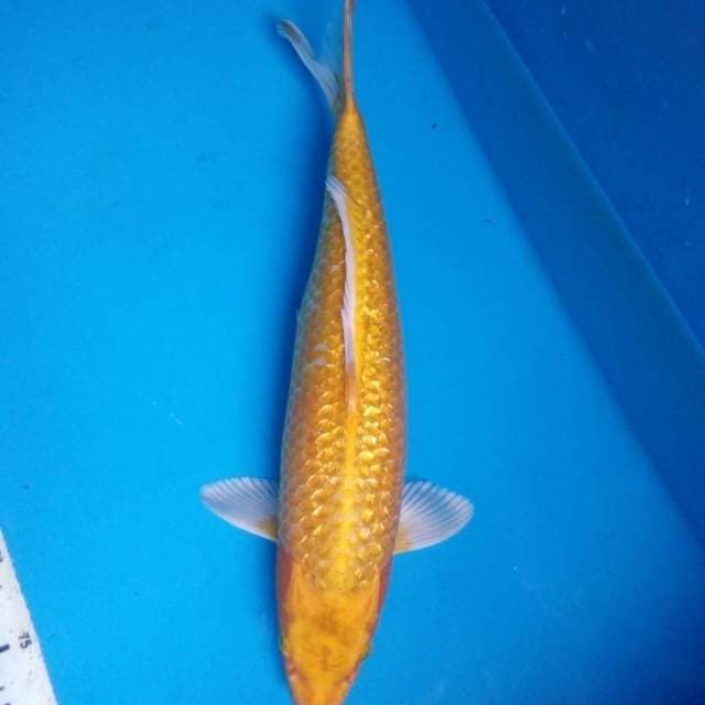 Yamabuki 43 cm