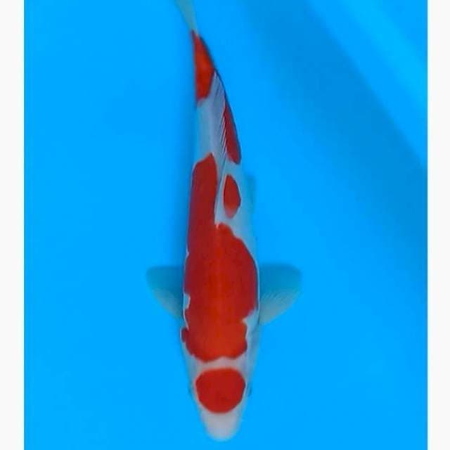 Maruten kohaku doitsu