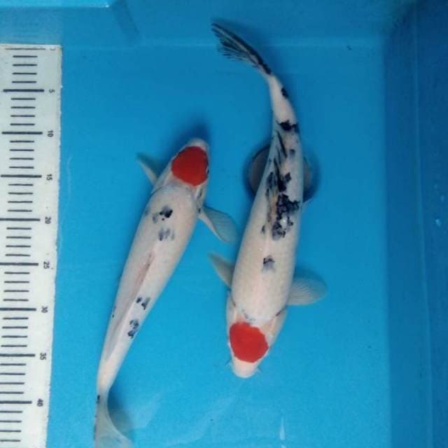 Mix koi 2 ekor