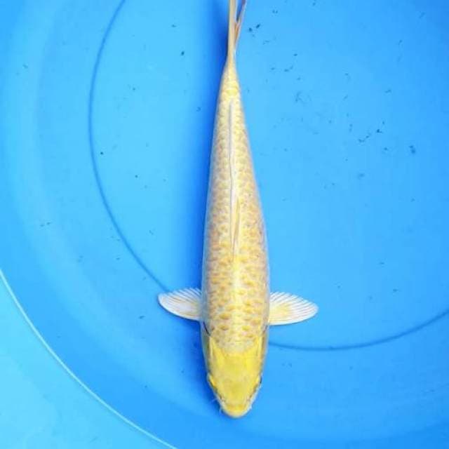 Yamabuki aragoke 34 cm