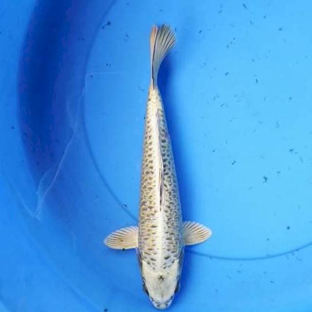 Kawarimono 30 cm