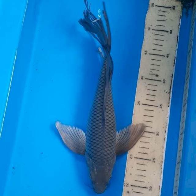 Soragoi slayer/kumpay 36cm