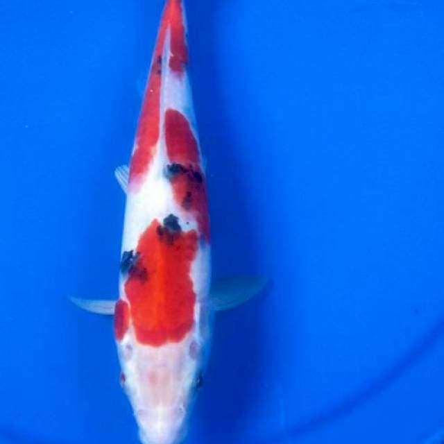 sanke jantan 25cm