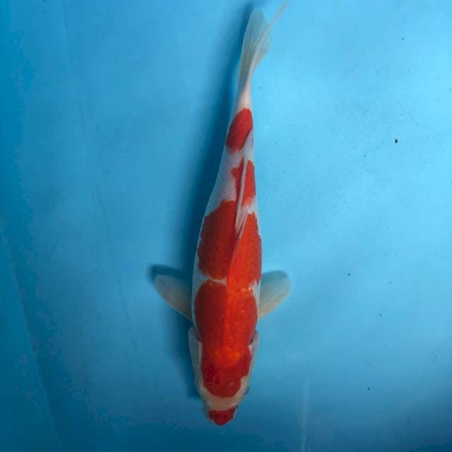 KOHAKU 32cm