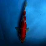 KOHAKU 32cm