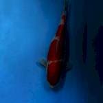 KOHAKU 29cm