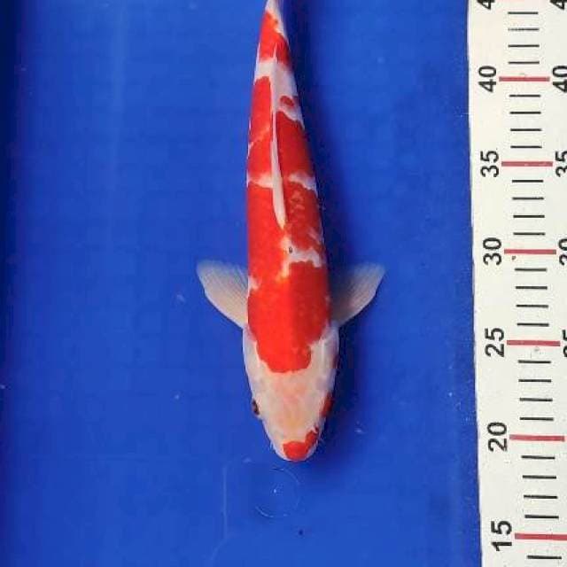 Kohaku