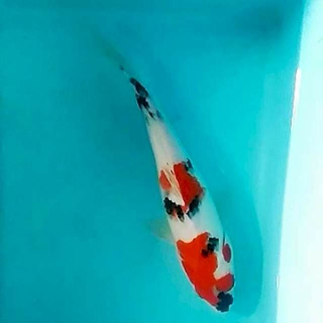 Kindai showa 36cm
