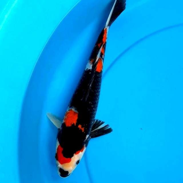 GOOD SHOWA 35CM