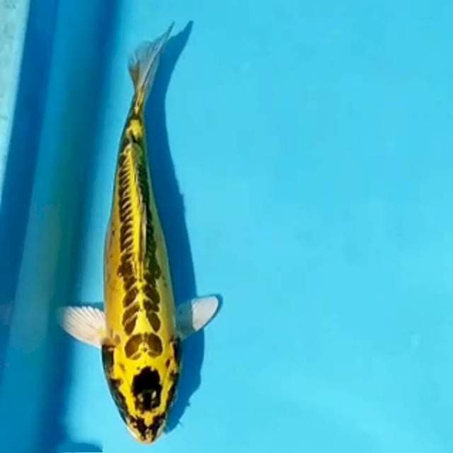Lemon kikokurryu 26cm