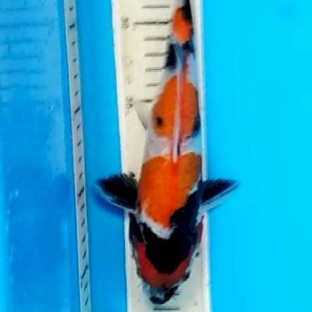 showa 26 cm
