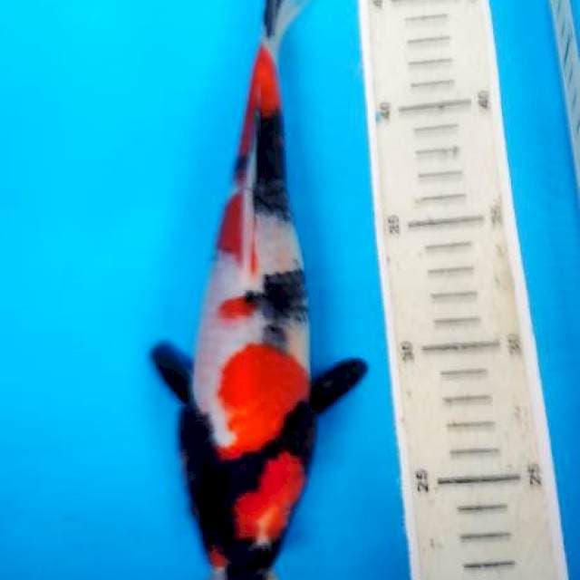 showa 26 cm