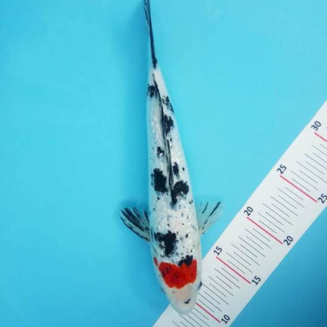 Tancho sanke 30cm 